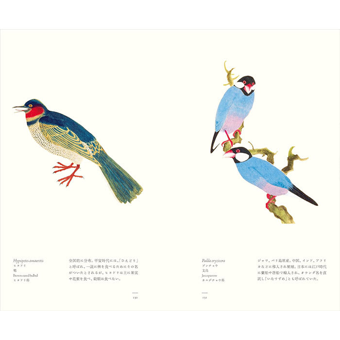 Birds - A Longing for Wings - The Edo Museum Series 1