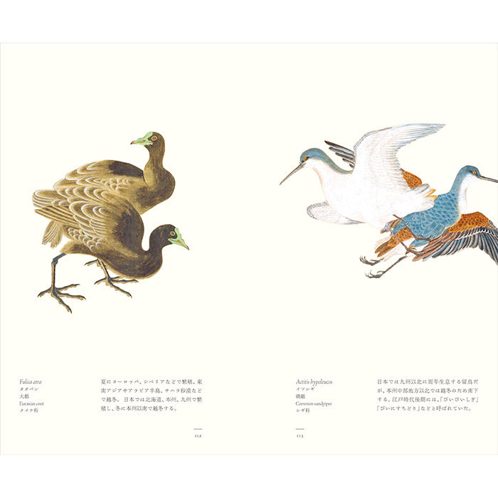 Birds - A Longing for Wings - The Edo Museum Series 1