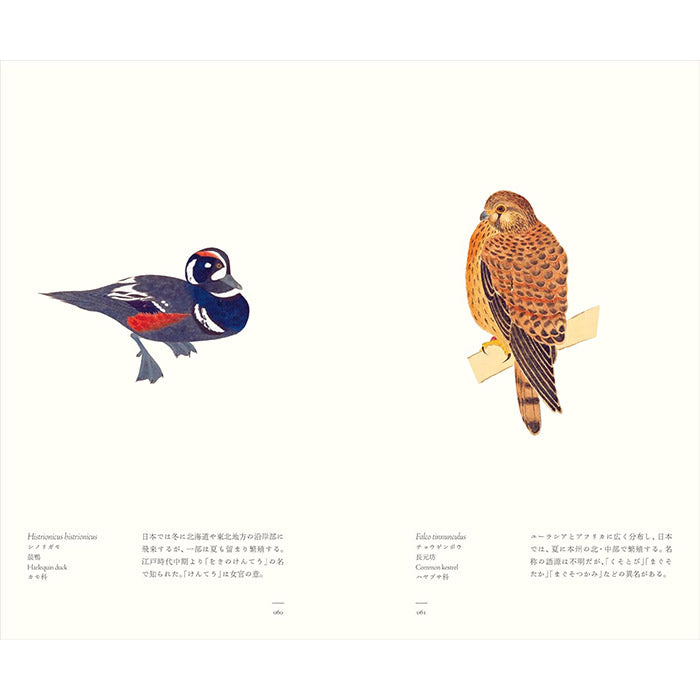 Birds - A Longing for Wings - The Edo Museum Series 1