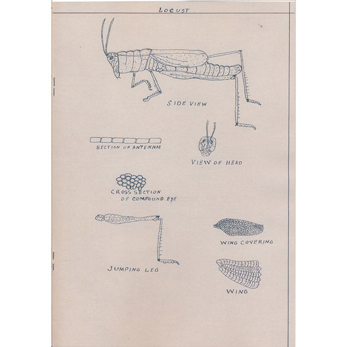 Johnnie Anderson's Botany and Zoology Drawings