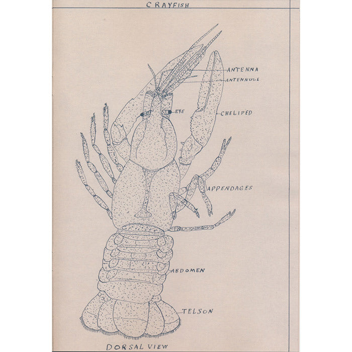 Johnnie Anderson's Botany and Zoology Drawings