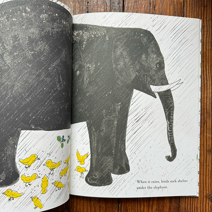 Bruno Munari's Zoo | English-language picture book – 50 Watts Books