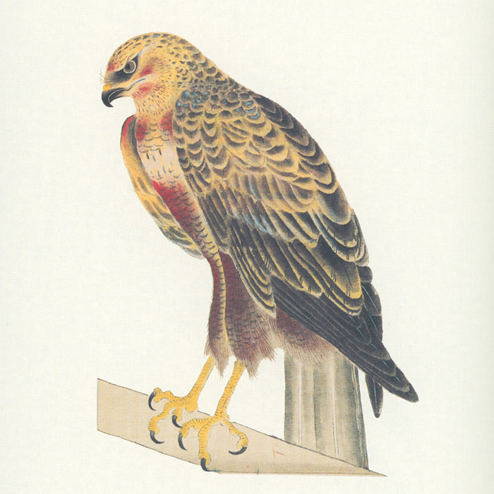 Birds - A Longing for Wings - The Edo Museum Series 1