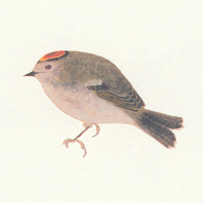 Birds - A Longing for Wings - The Edo Museum Series 1