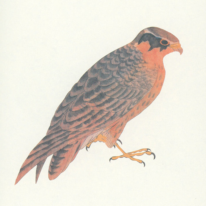 Birds - A Longing for Wings - The Edo Museum Series 1