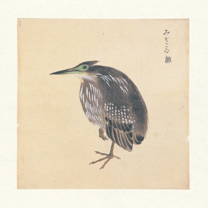 Birds - A Longing for Wings - The Edo Museum Series 1