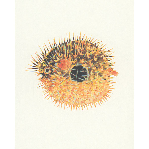 Fish - Aquatic Royalty - The Edo Museum Series 4
