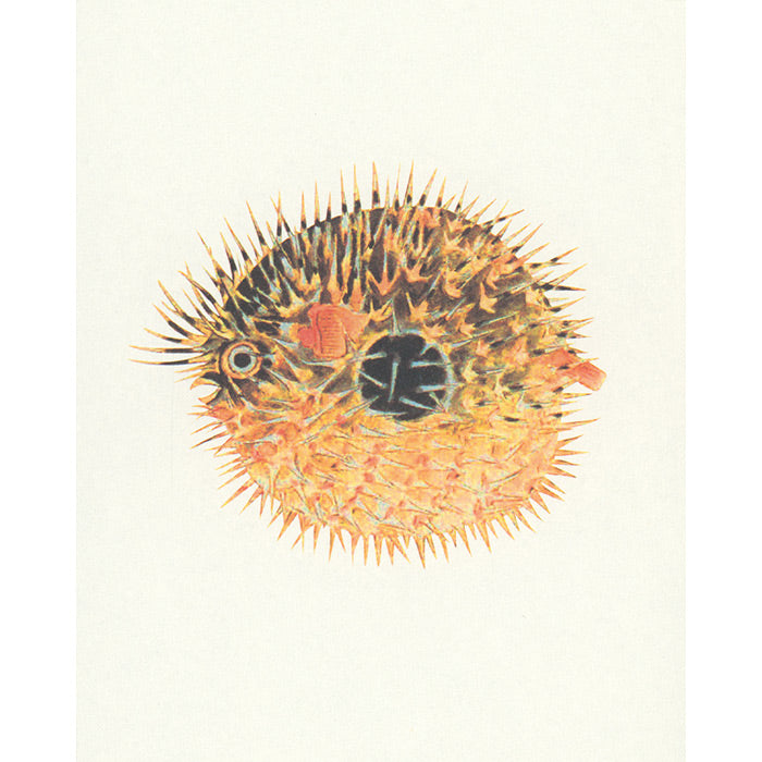 Fish - Aquatic Royalty - The Edo Museum Series 4