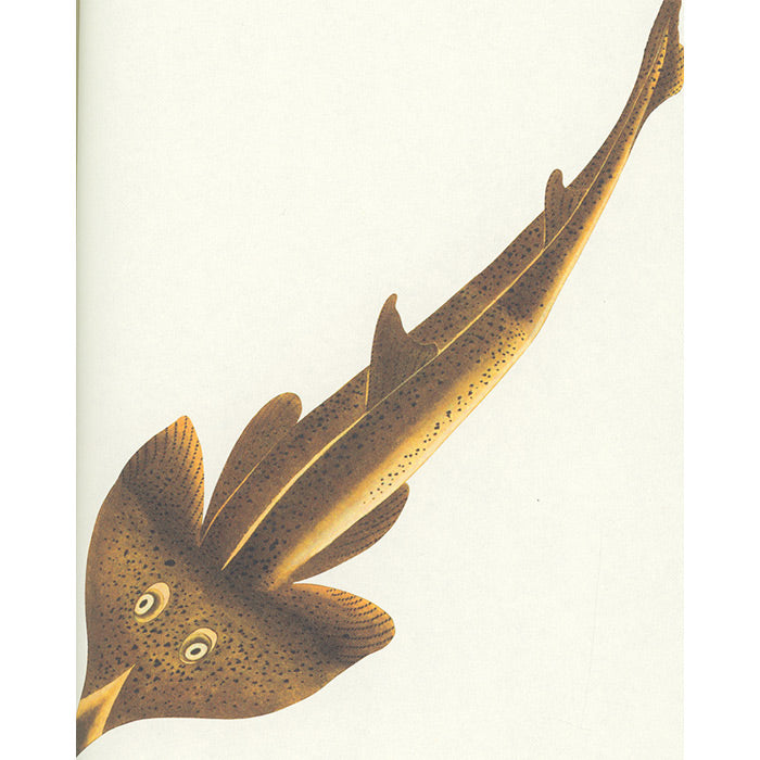 Fish - Aquatic Royalty - The Edo Museum Series 4