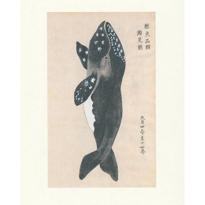 Fish - Aquatic Royalty - The Edo Museum Series 4