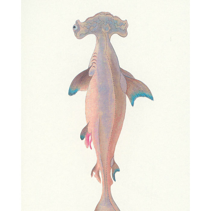Fish - Aquatic Royalty - The Edo Museum Series 4