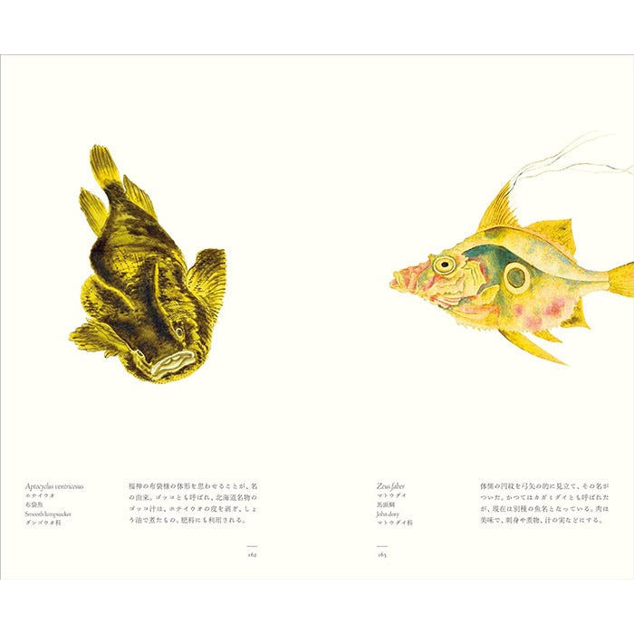 Fish - Aquatic Royalty - The Edo Museum Series 4