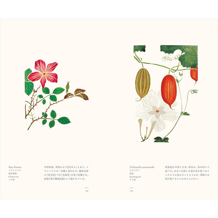 Herbaceous Plants – Japanese Botanical Art - The Edo Museum Series