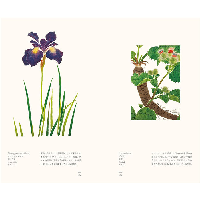 Herbaceous Plants – Japanese Botanical Art - The Edo Museum Series 2