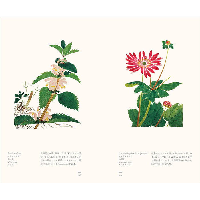 Herbaceous Plants – Japanese Botanical Art - The Edo Museum Series 2