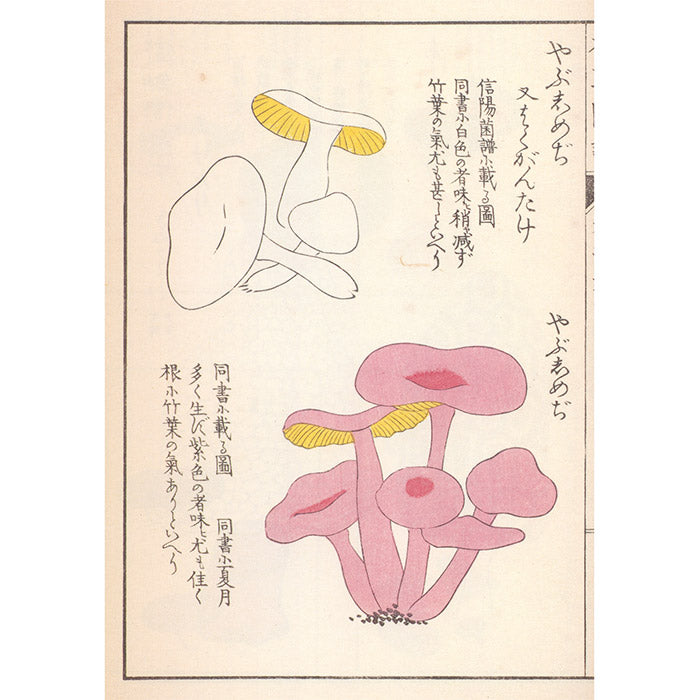 Mushroom Botanical Art by Toshimitsu Fukiharu – 50 Watts Books