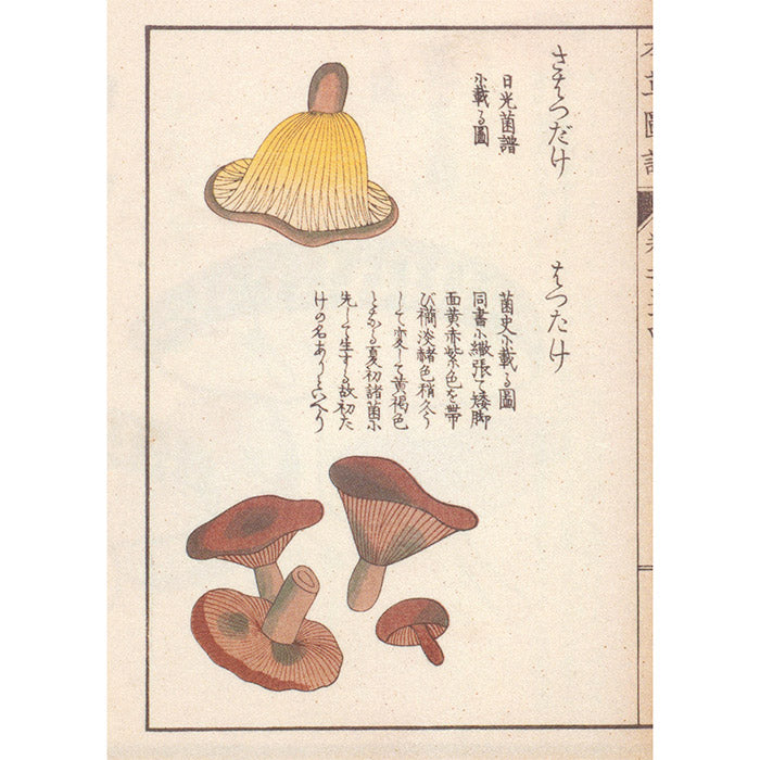 Mushroom Botanical Art by Toshimitsu Fukiharu 50 Watts Books