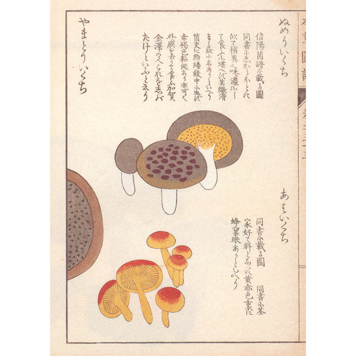 Mushroom Botanical Art by Toshimitsu Fukiharu 50 Watts Books