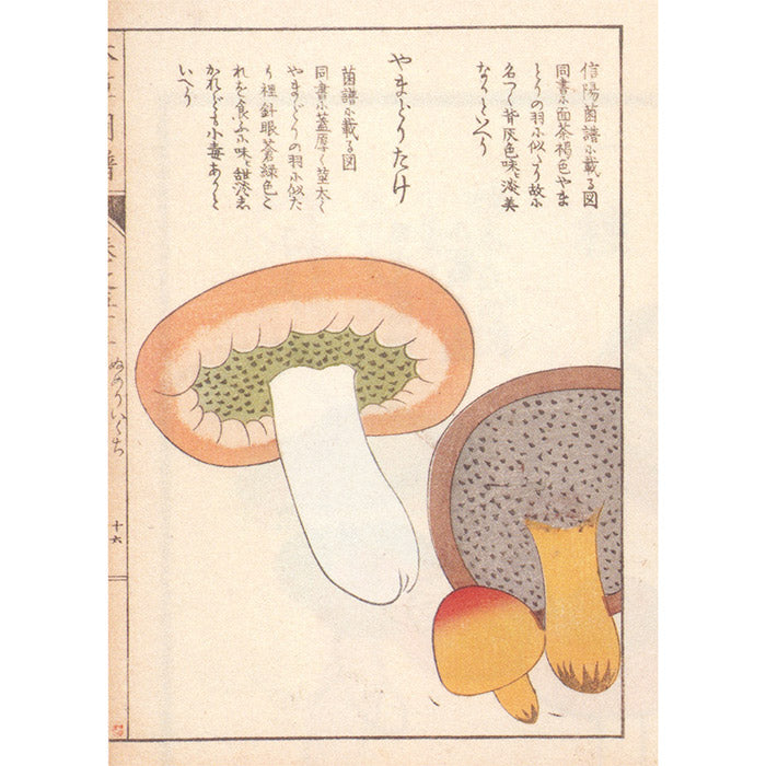 Mushroom Botanical Art - Toshimitsu Fukiharu