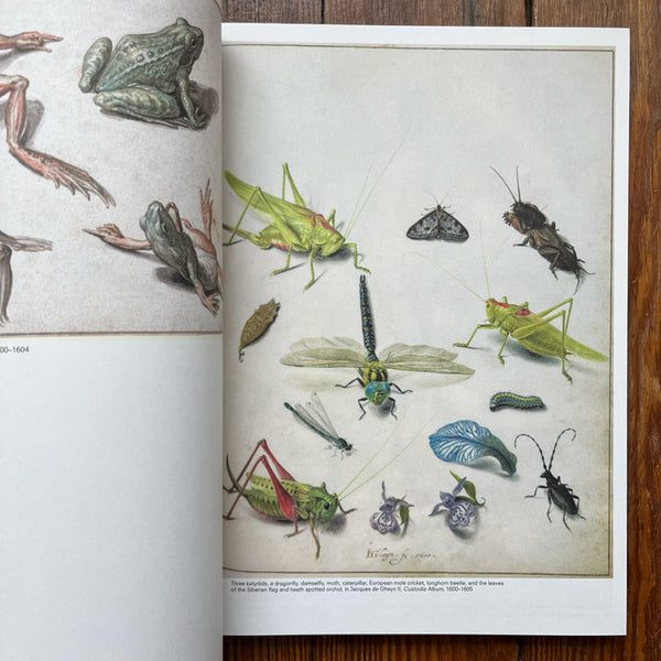 Crawly Creatures - Depiction and Appreciation of Insects and Other Critters in Art and Science