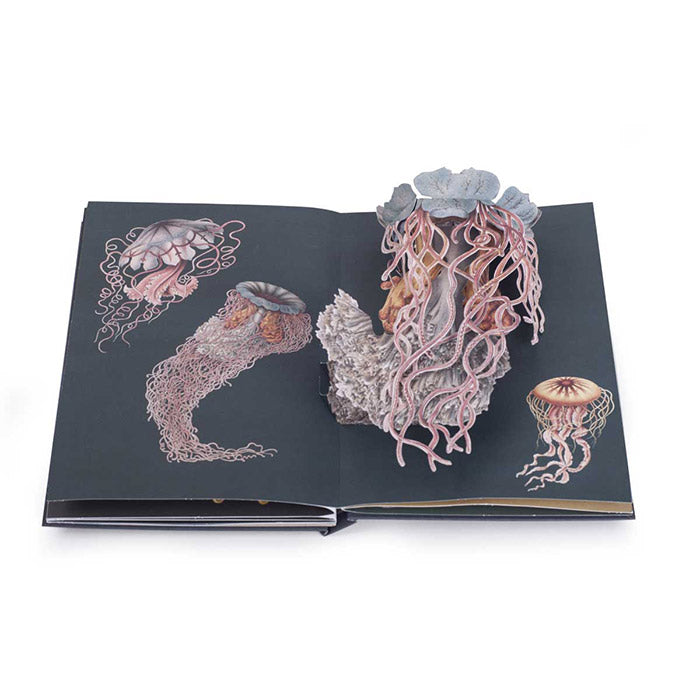 Creatures of the Deep - The Pop-up Book - Maike Biederstaedt