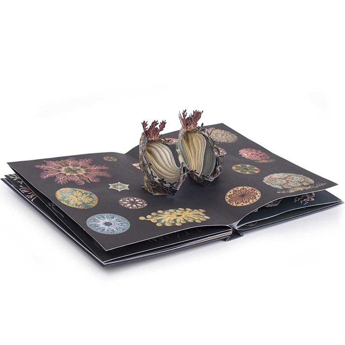 Creatures of the Deep - The Pop-up Book - Maike Biederstaedt