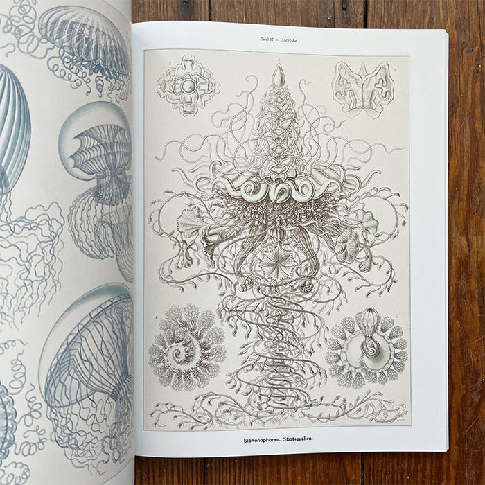 Art Forms in Nature - The Prints of Ernst Haeckel