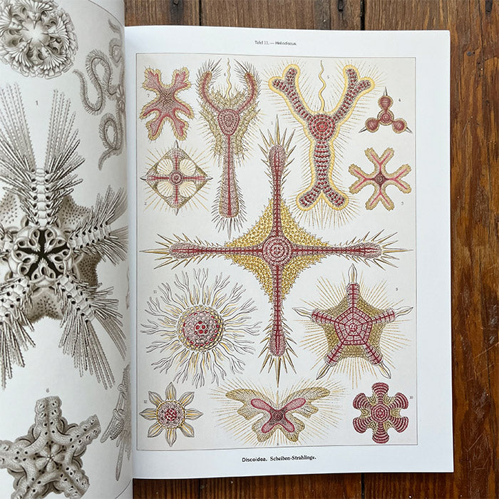 Art Forms in Nature - The Prints of Ernst Haeckel