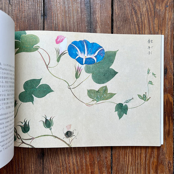 Flowers of Edo - A Guide to Classical Japanese Flowers