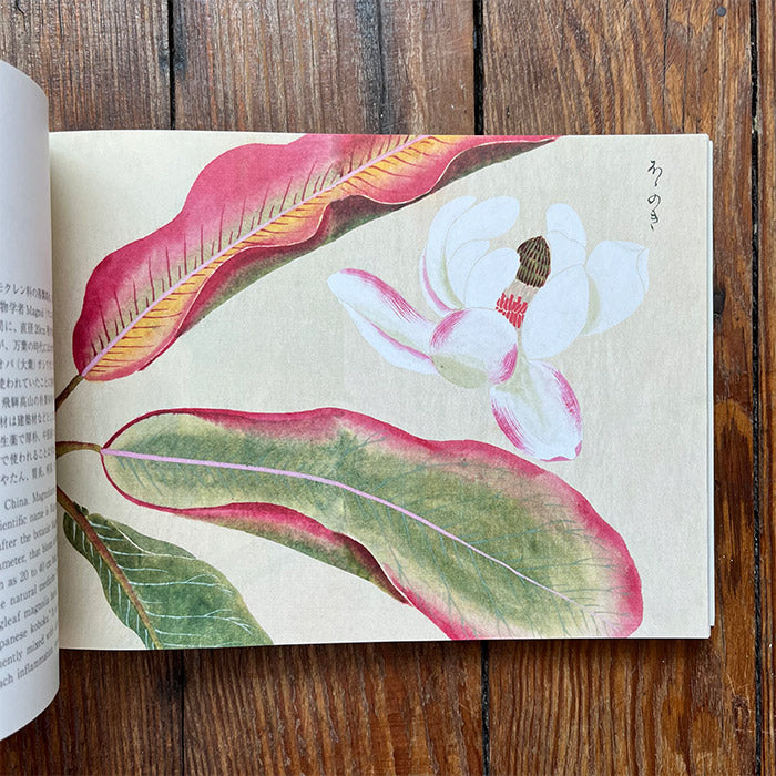 Flowers of Edo - A Guide to Classical Japanese Flowers - Kazuhiko Tajima