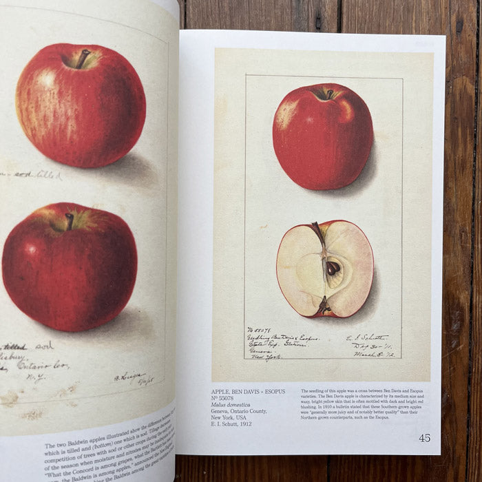 An Illustrated Catalog of American Fruits and Nuts