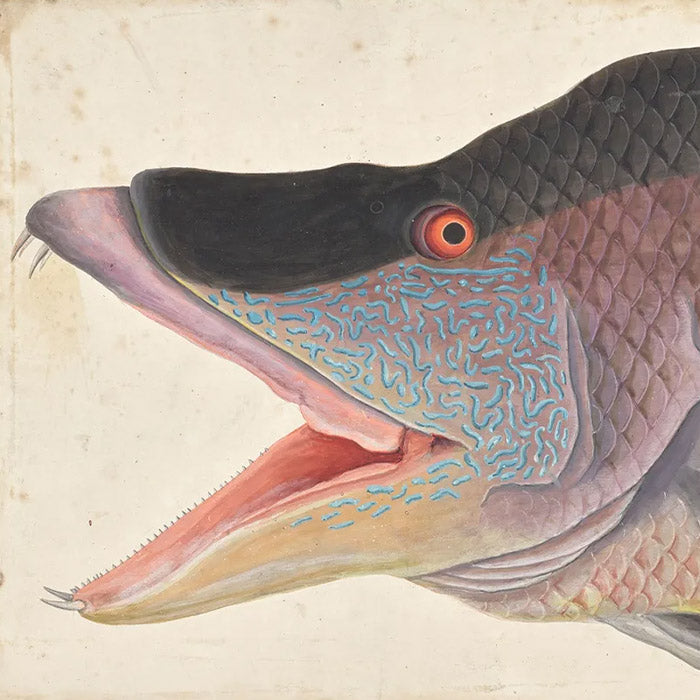 Illuminating Natural History - The Art and Science of Mark Catesby