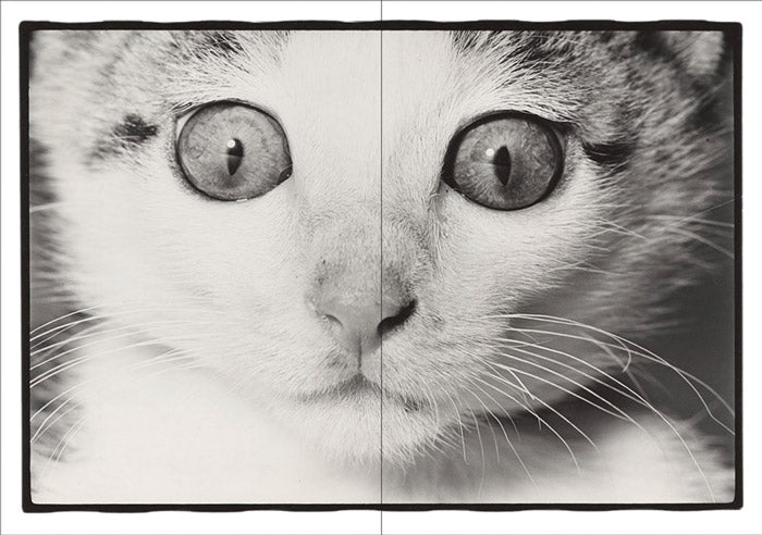 Masahisa Fukase - Sasuke | cat photography book classic