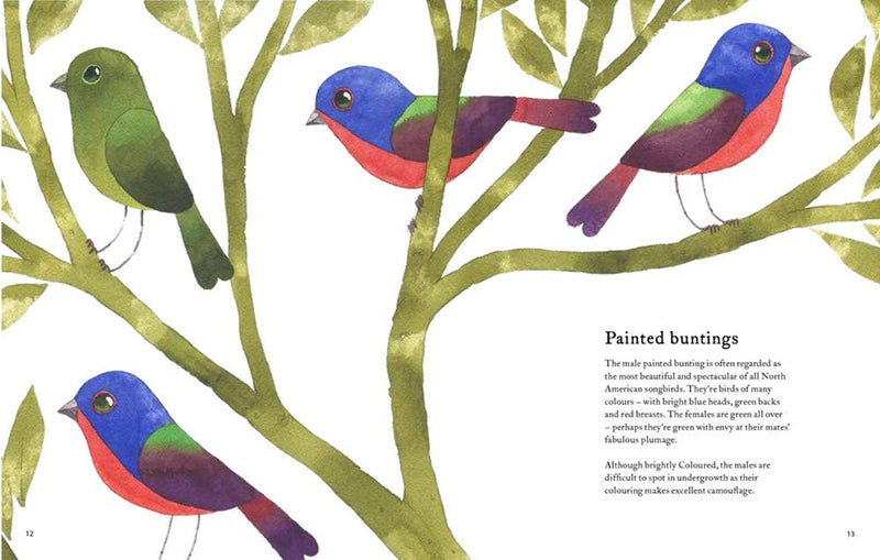 The Atlas of Amazing Birds - Matt Sewell