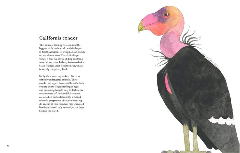 The Atlas of Amazing Birds - Matt Sewell