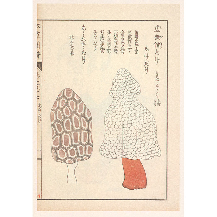 Mushroom Botanical Art by Toshimitsu Fukiharu – 50 Watts Books
