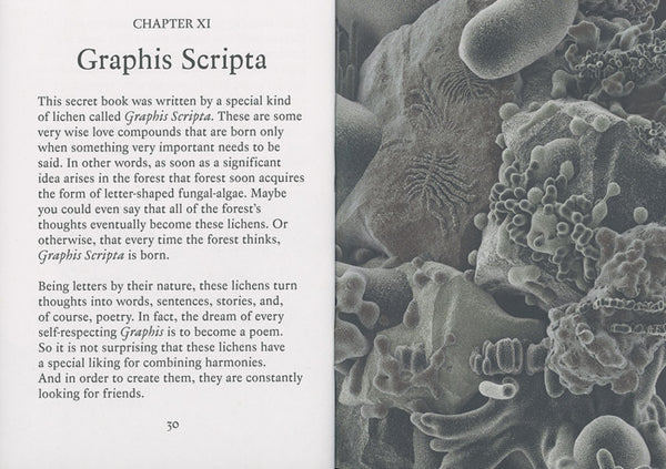 The Secret Book of Lichens - Kristupas Sabolius