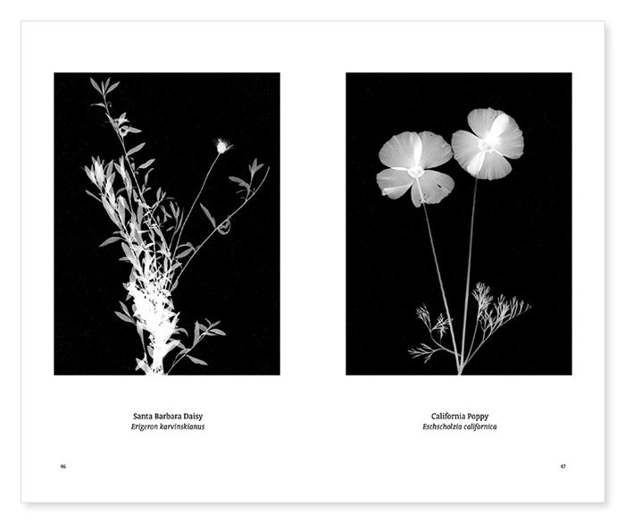 Suburban Herbarium - William Arnold