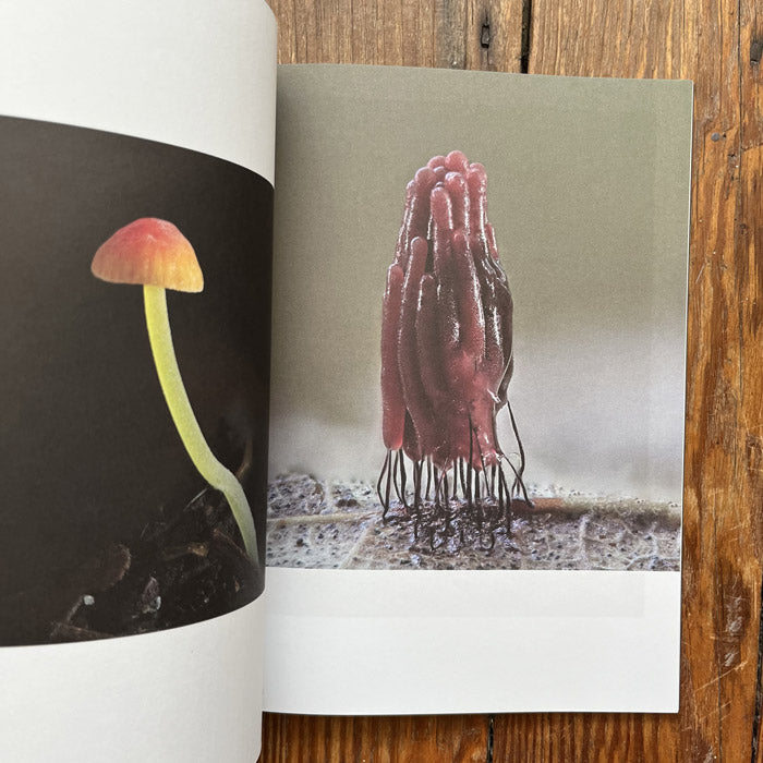 The Mushroom (Issue Three)
