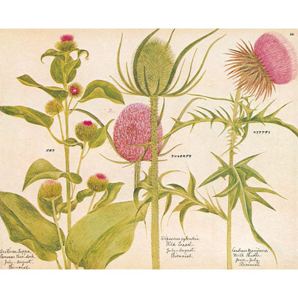 A Victorian Flower Album - Henry Terry