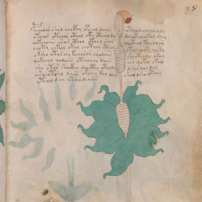 Voynich Manuscript mystery book codex strange book from Yale