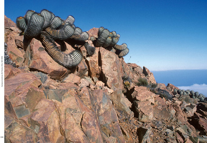 Cactusプロフィ必読 Xerophile - Cactus Photographs from Expeditions of the Obsessed