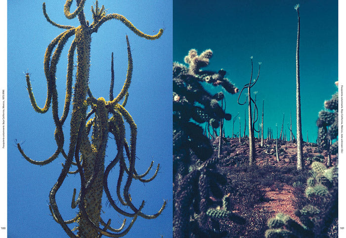 Cactusプロフィ必読 Xerophile - Cactus Photographs from Expeditions of the Obsessed